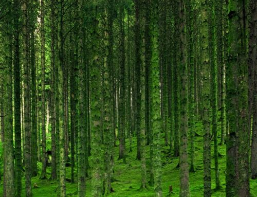 Ordenar la energía interna – Bosque 2026