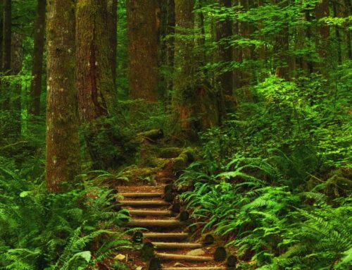 Mayo: Sostener el rumbo – Bosque 2026