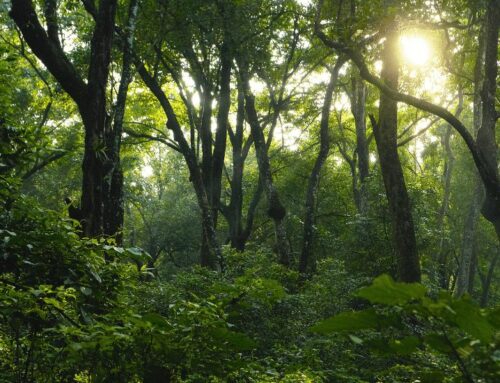 Meditación de Otoño: Honrar y Tranamutar